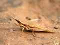 Kegelkopfschrecke pyrgomorpha conica