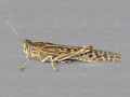 Wüstenheuschrecke (Schistocerca gregaria)