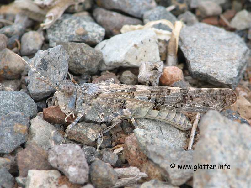Sphingonotus cf sublaevis