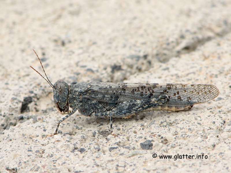 Sphingonotus rubescens