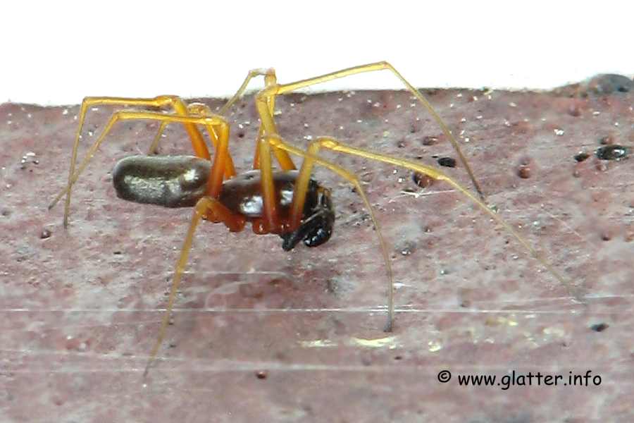 Baldachinspinne (Linyphia hortensis)
