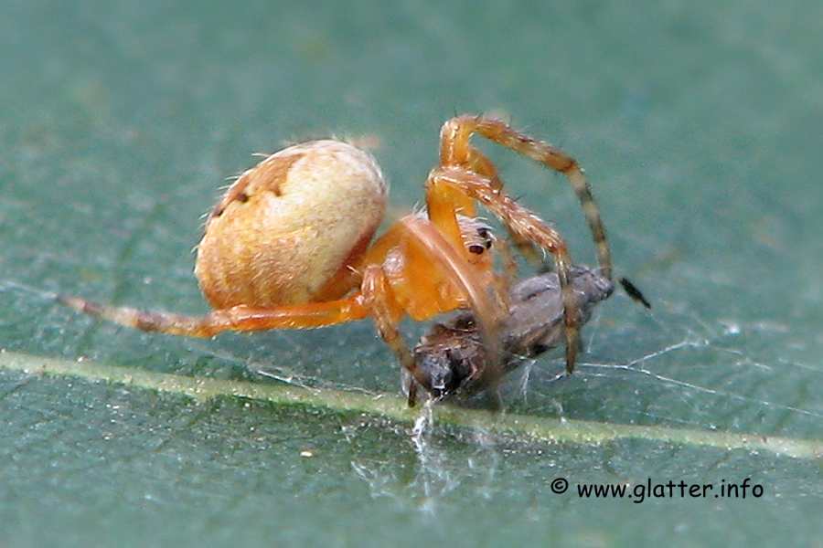 Gartenkreuzspinne (Araneus diadematus)