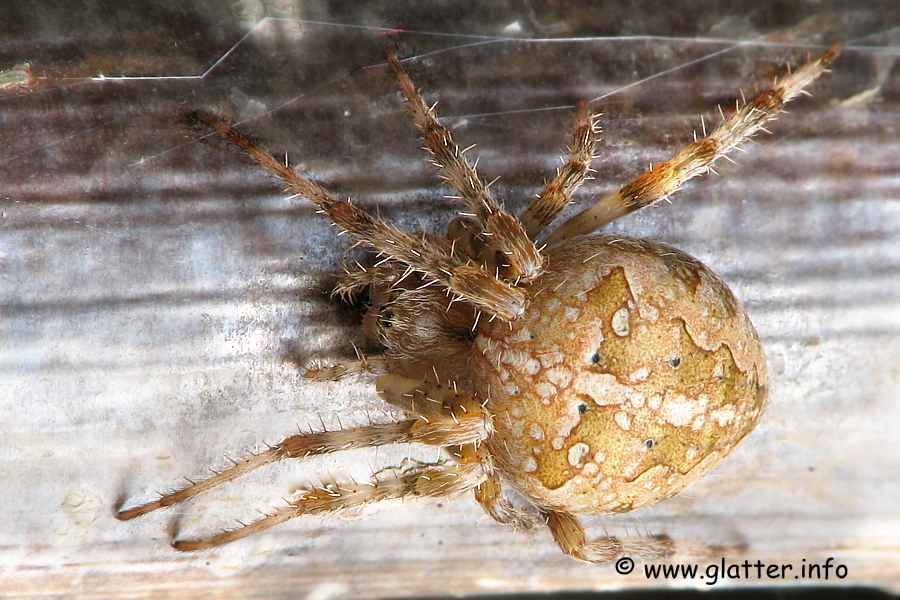 Gartenkreuzspinne (Araneus diadematus)
