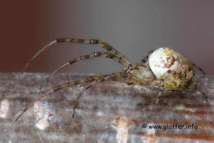 Herbstspinne (Metellina segmentata) 
