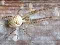 Herbstspinne (Metellina segmentata)
