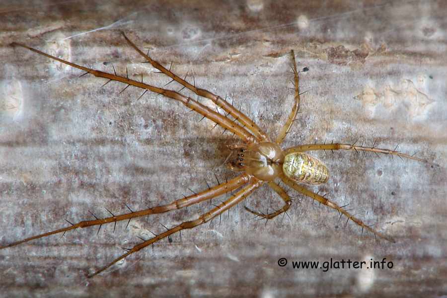 Herbstspinne (Metellina segmentata) 