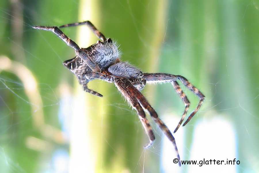 Kanarische Radnetzspinne (Cyrtophora citricola)