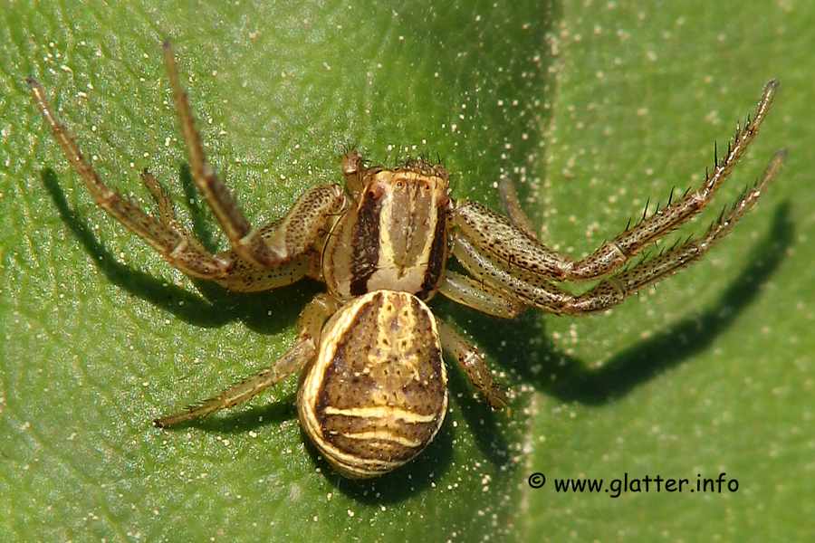 Krabbenspinne (Xysticus ulmi) Weibchen