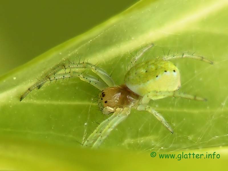 Kürbisspinne (Araniella cucurbitina)