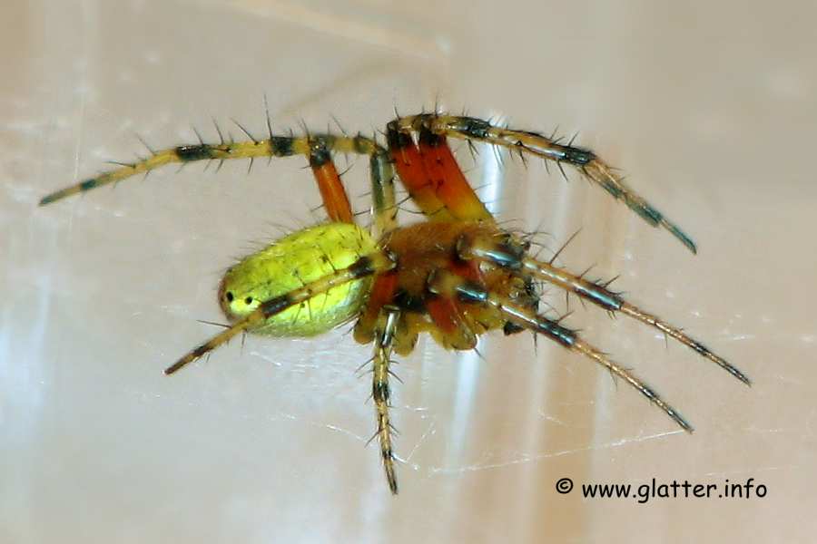kuerbisspinne (Araniella cucurbitina) Männchen