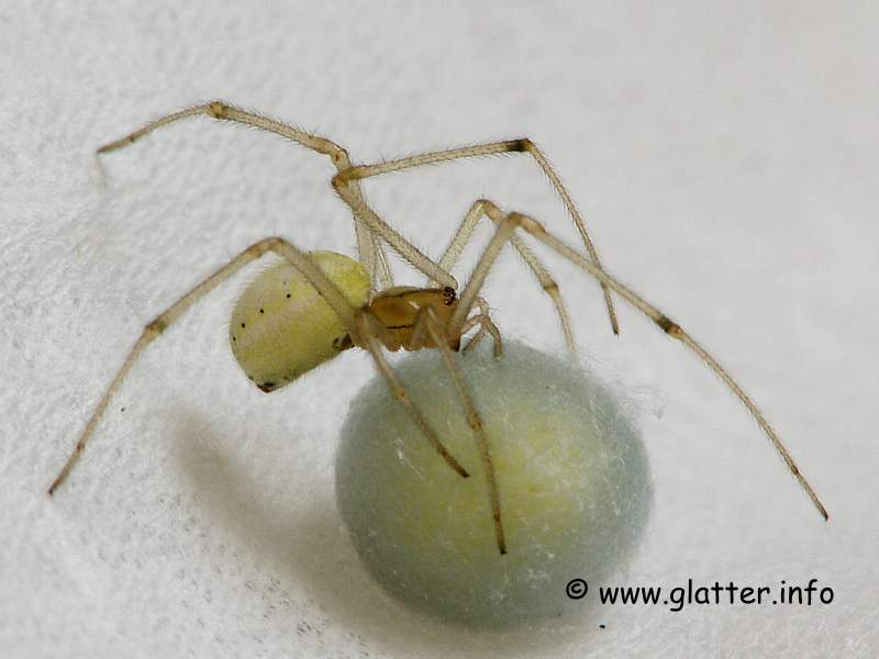 Kugelspinne (Enoplognatha ovata)