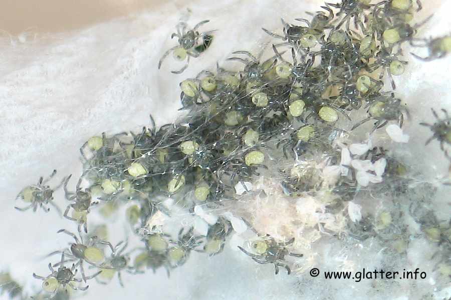 Kugelspinnen (Enoplognatha ovata)