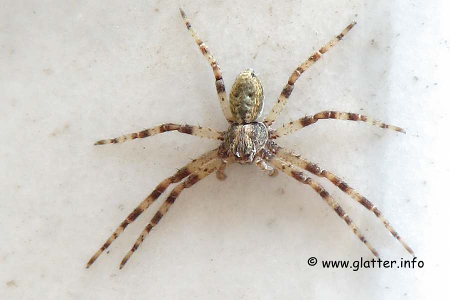 Laufspinne (Philodromus sp.)