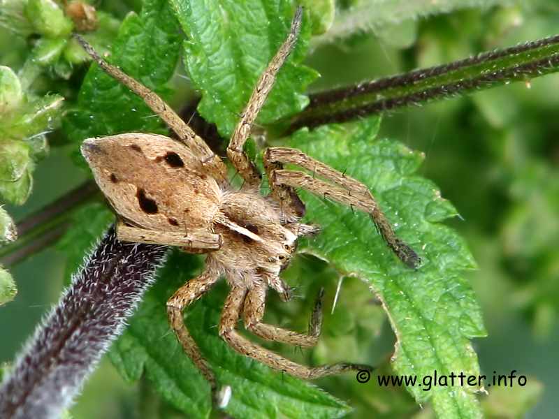 Listspinne (Pisaura mirabilis)