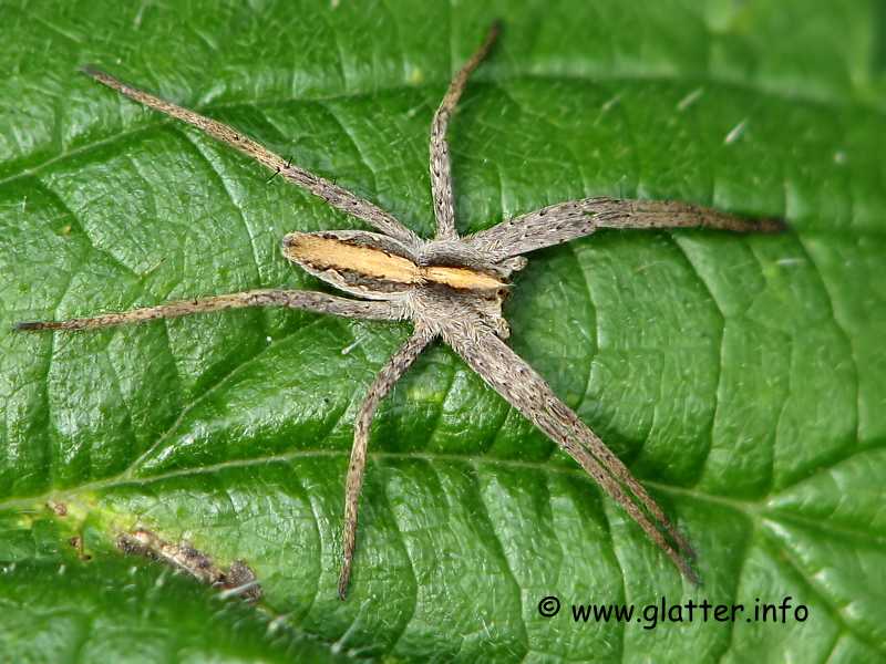 Listspinne (Pisaura mirabilis)