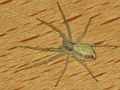 Philodromus rufusalbidus