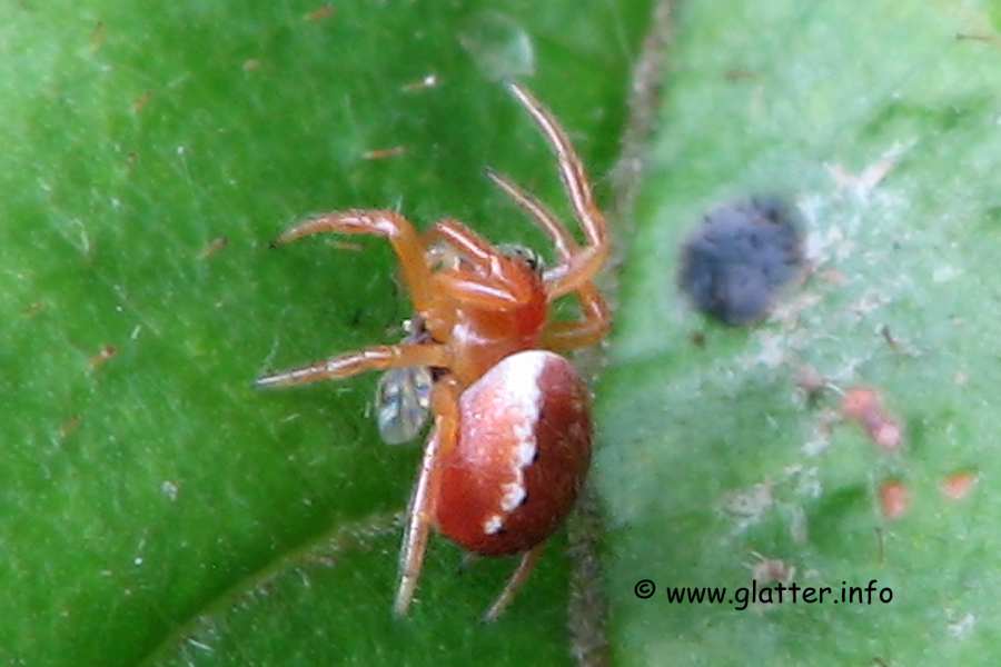 Radnetzspinne Araniella displicata