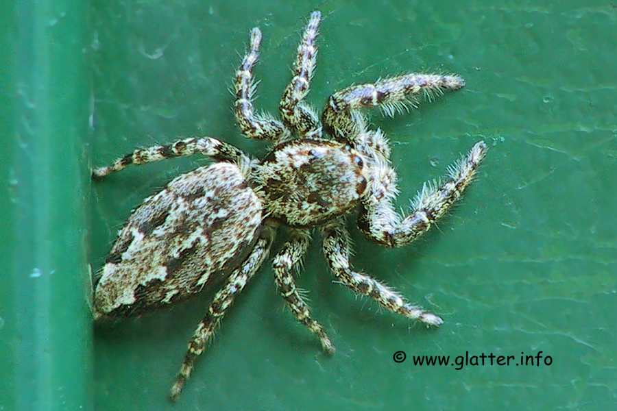 Rindenspringspinne  Marpissa muscosa