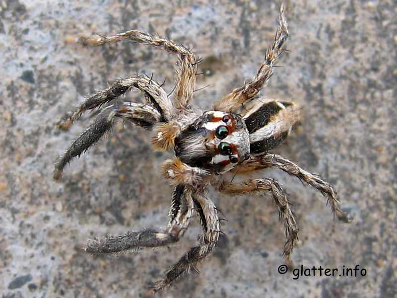 Kanarische Springspinne