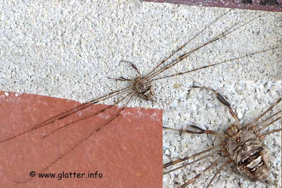 Weberknecht (Dicranopalpus ramosus)