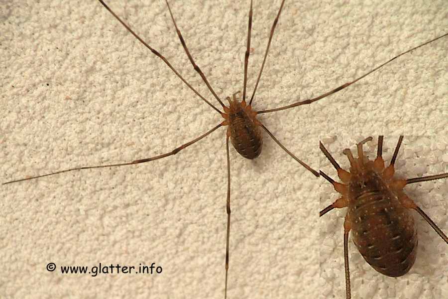 Weberknecht (Opilio canestrinii)