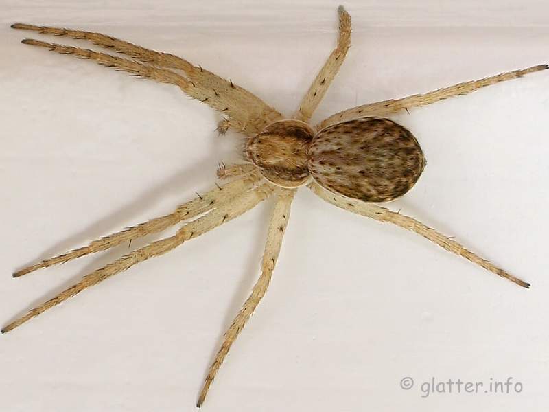 Weißrandiger Flachstrecker (Philodromus dispar)