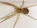 Weißrandiger Flachstrecker (Philodromus dispar)