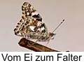 Distelfalter