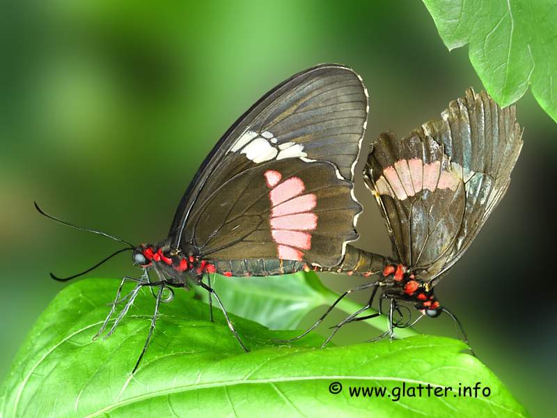 Gewöhnlicher Parides (Parides iphidamas)