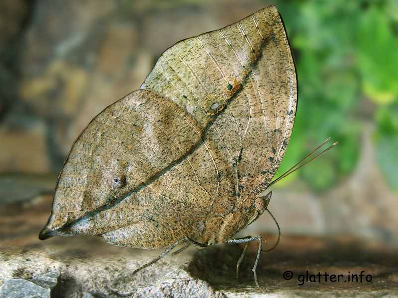 Blattschmetterling (Kallima inachus)