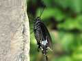 Kleiner mormon (Papilio polytes)