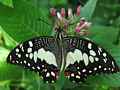 Zitrus Schwalbenschwanz (Papilio demodocus)