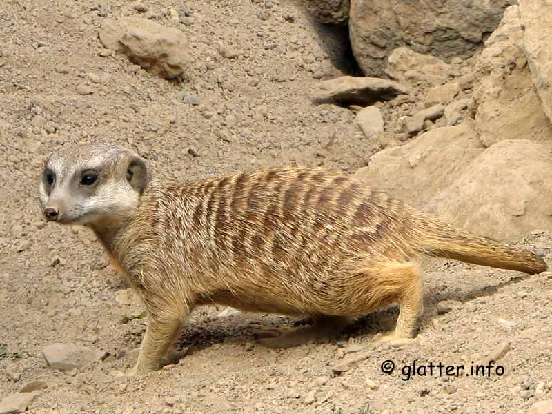 Erdmännchen