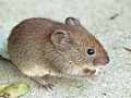 Feldmaus (Microtus arvalis)