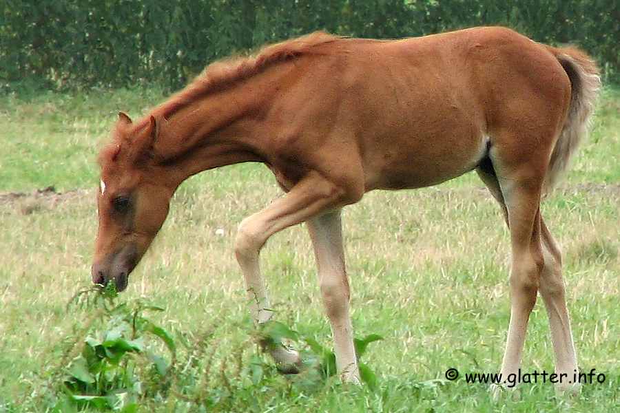 Fohlen