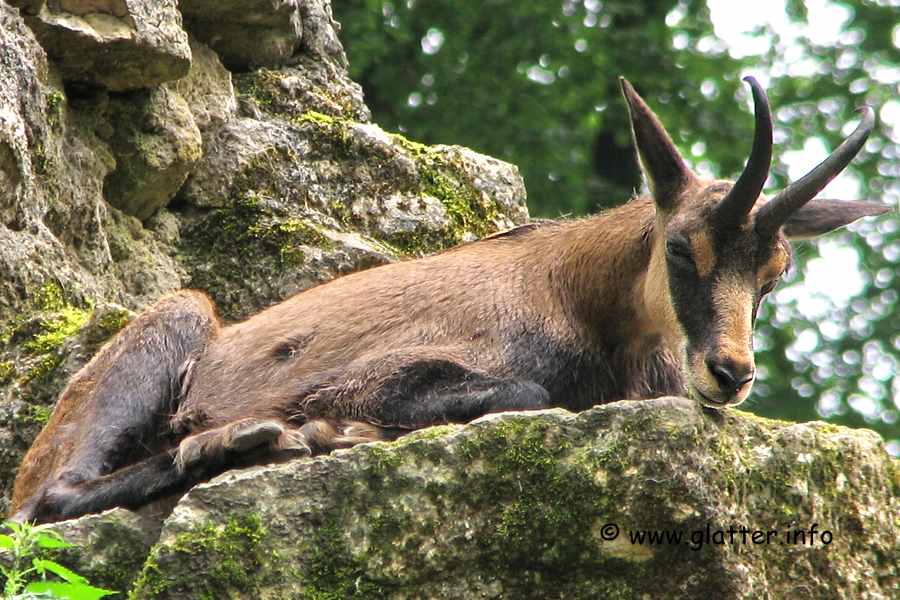 Gmse (Rupicapra rupicapra)