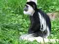 Guerezea (Colobus guereza)