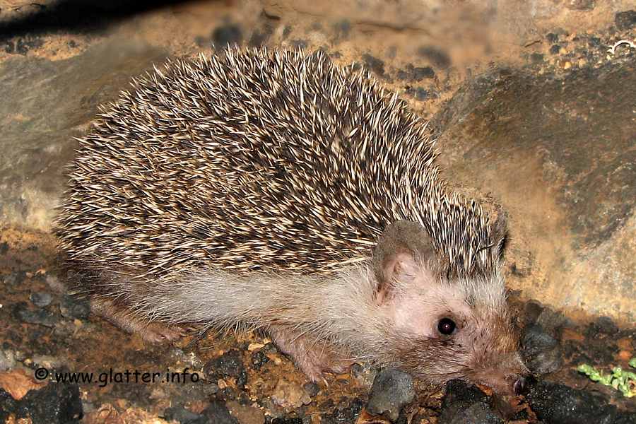 Igel