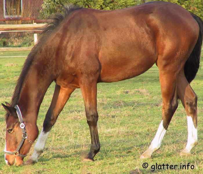 Pferd (Equus ferus caballus)