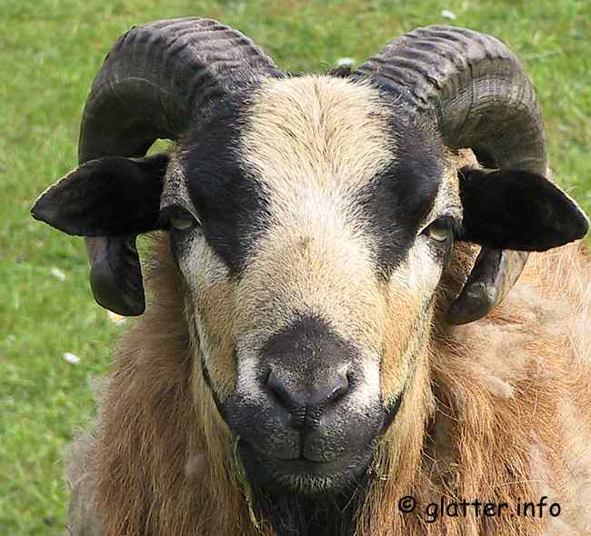 Schafbock