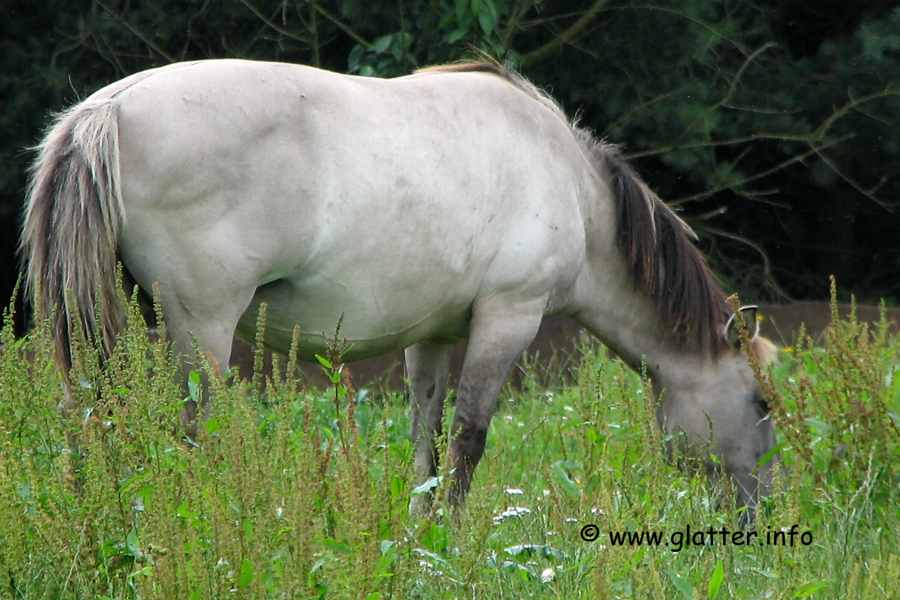 tarpan