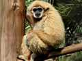 Weisshand gibbon