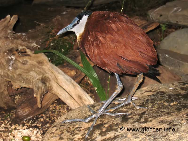 Blaustirnblatthühnchen (Actophilornis africana)