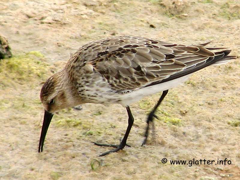 Alpenstrandläufer (Calidris alpina)