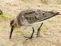 Alpenstrandläufer (Calidris alpina)