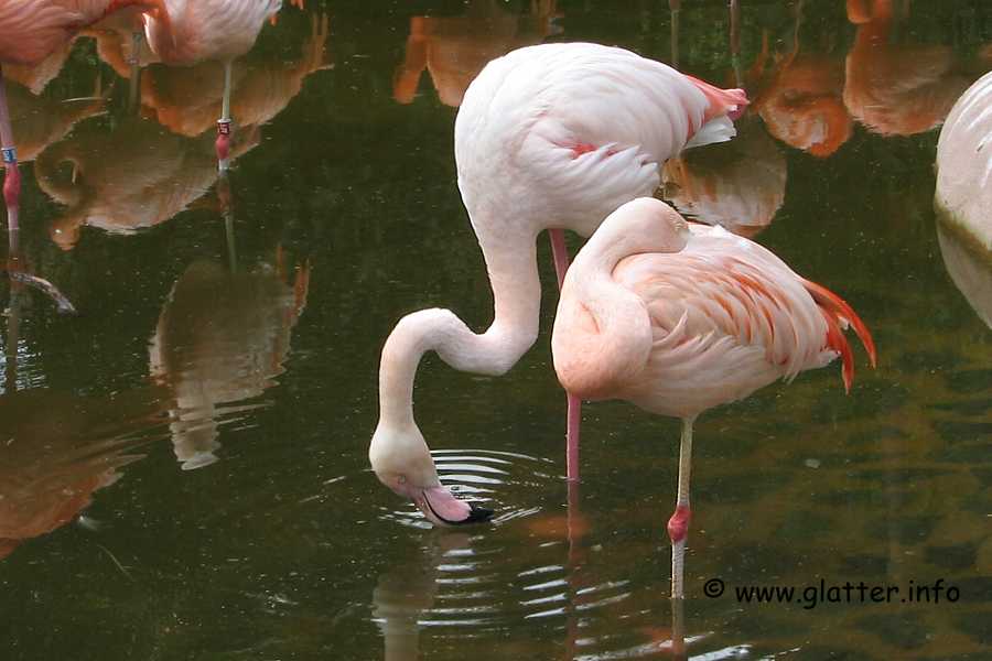 Chileflamingo (Phoenicopterus chilensis)