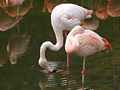 Chileflamingo (Phoenicopterus chilensis)