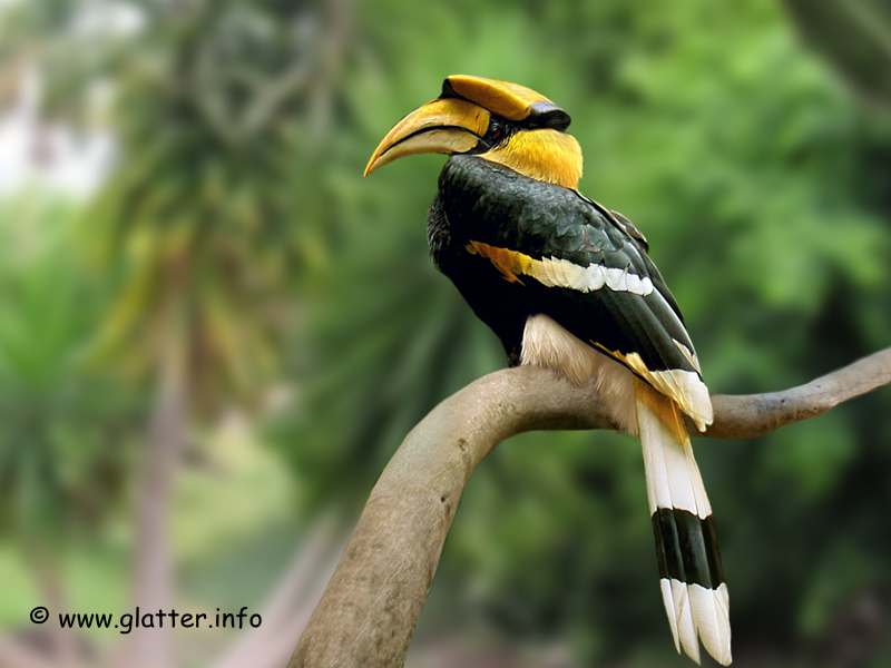 Doppelhornvogel (Buceros bicornis)