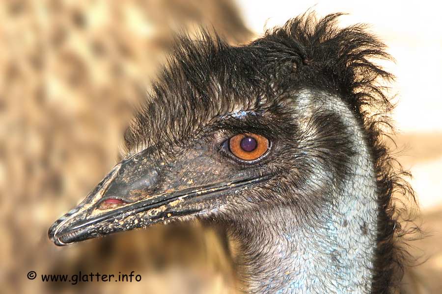 Der Große Emu (Dromaius novaehollandiae)