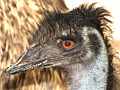 Der Große Emu (Dromaius novaehollandiae)